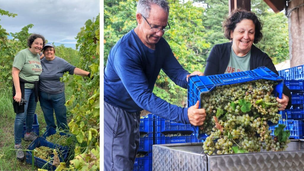 Two women harvesting grapes in a vineyard, smiling and standing close together, with green vines and crates filled with grapes around them. A man and one of the women are seen in another image, pouring a crate of freshly harvested grapes into a large container.