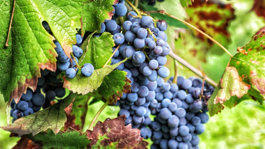 Close-up of ripe, blue grapes hanging from a vine amidst lush green leaves in a Sicilian vineyard on Mount Etna.