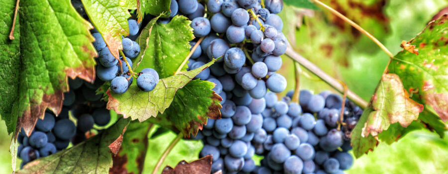 Close-up of ripe, blue grapes hanging from a vine amidst lush green leaves in a Sicilian vineyard on Mount Etna.