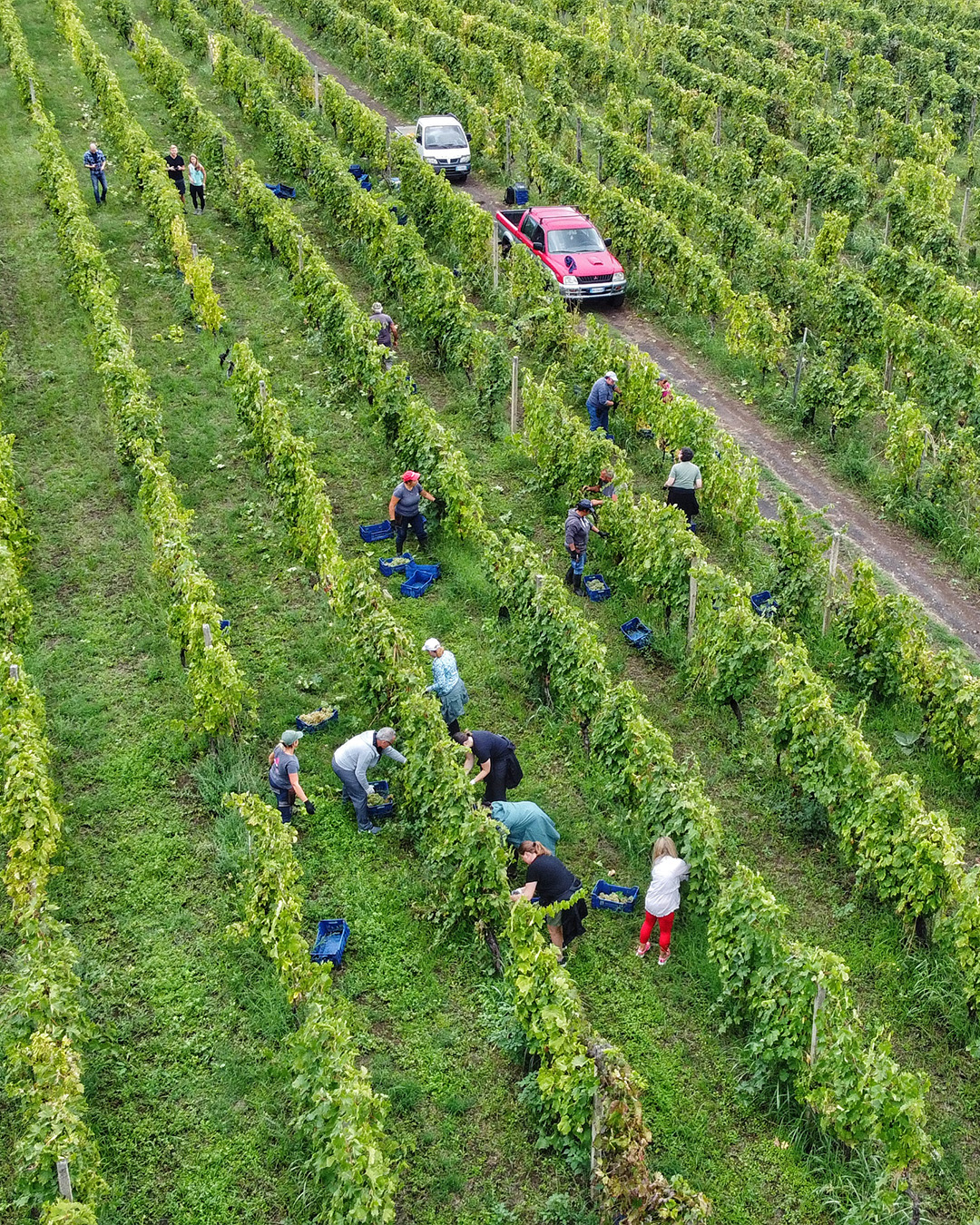 A scenic view of vineyards on Mount Etna with Vulcano and Stromboli islands in the background on the Sicily Wine and Wellness Tour