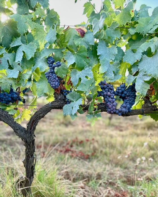 Scenic vineyard in Tuscany with rolling hills and ancient stone villas, showcasing the beauty of Umbria and Tuscany on a small group tour