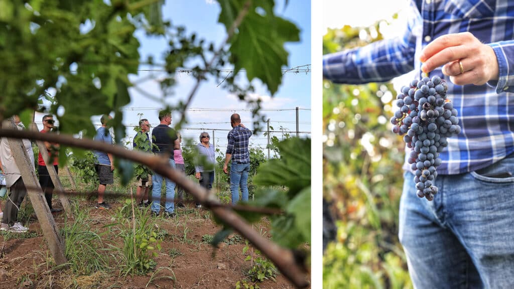 Clients On A Small Group Trip In Tuscany And Umbria Exploring Vineyards And Learning About Local Wines With Expert Sommeliers.