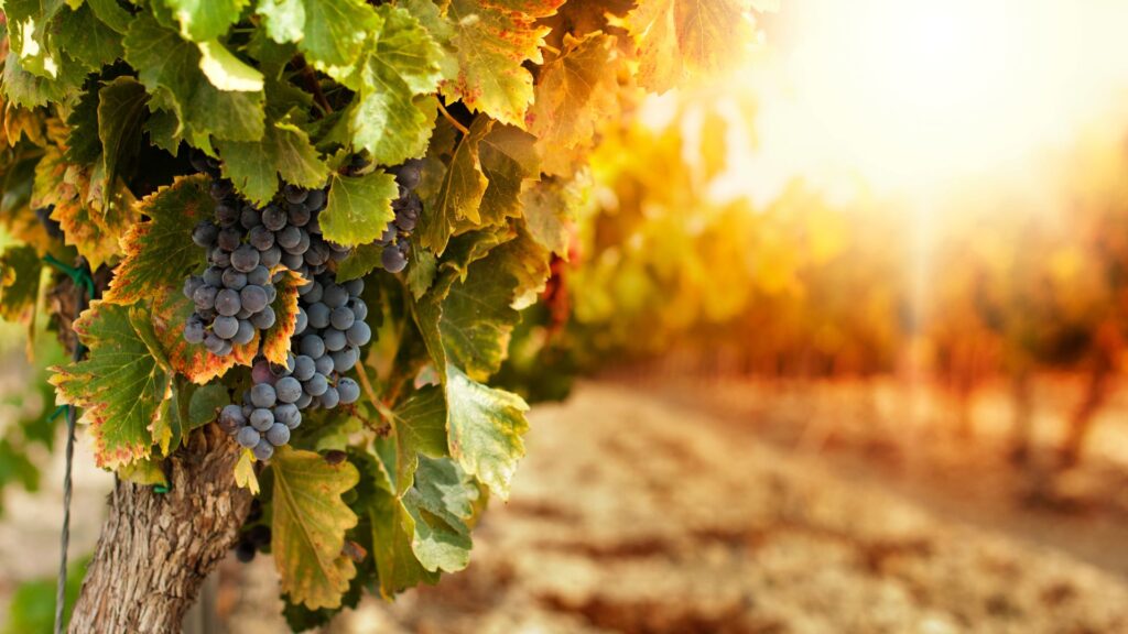 Sunset Landscape Of Vineyards Producing Umbrian Wines Like Sagrantino And Grechetto