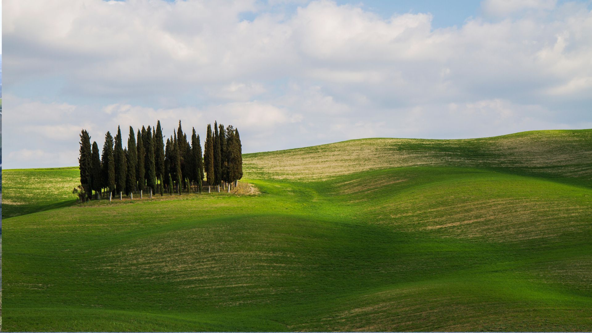 Iconic cypress trees along the rolling hills of Val d’Orcia, symbol of Slow-Living in Tuscany
