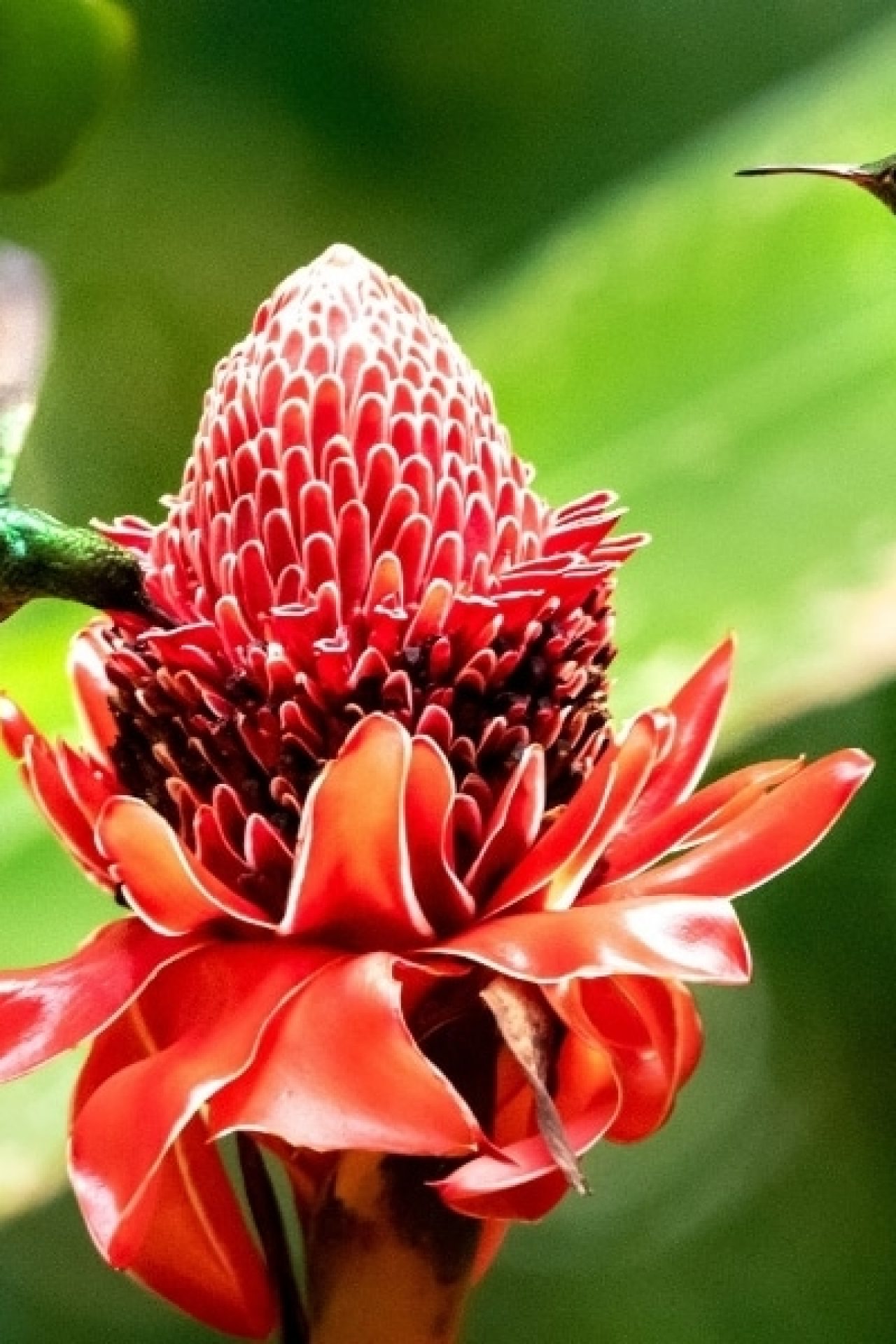 Hummingbirds in Costa Rica