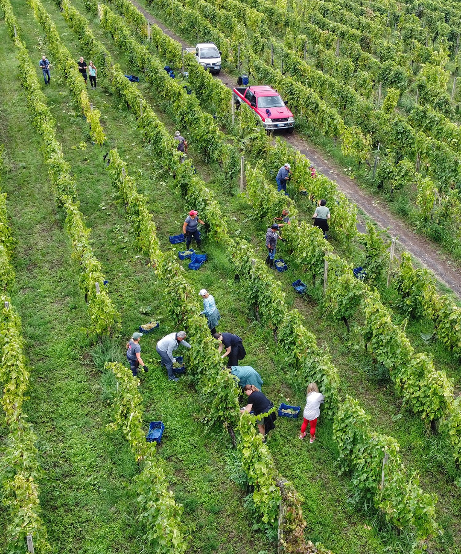 A scenic view of vineyards on Mount Etna with Vulcano and Stromboli islands in the background on the Sicily Wine and Wellness Tour